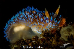 Gasflame Nudibranch - and this is how it got its name :D by Kate Jonker 